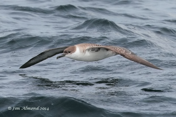 Great Shearwater low on water  Scilly Pelagic 9 8 14 IMG_2653